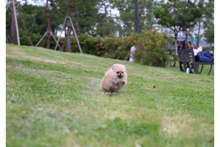 $350 : Micro Pomerania image 2