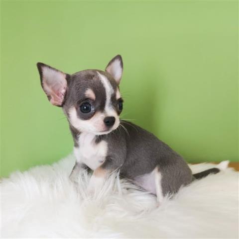 $250 : Chihuahua puppies for sale image 8