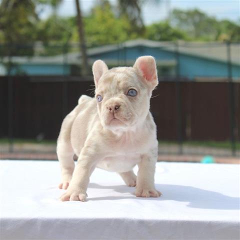 $550 : French bulldogs image 2