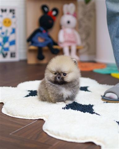 $350 : Pomerania en venta image 2