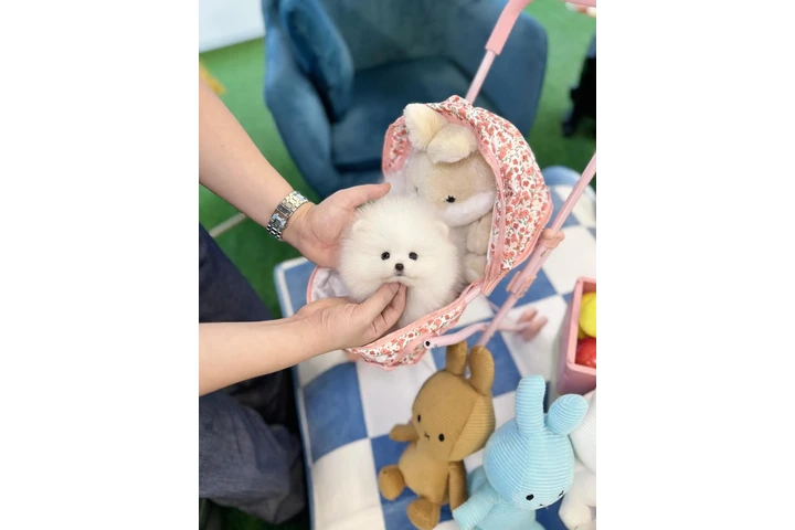 $300 : Pomeranian puppies for sale image 4