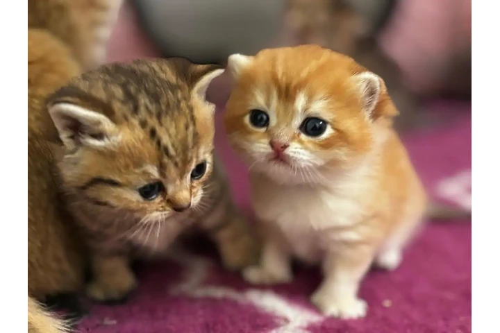 $300 : Bengalí disponible image 1