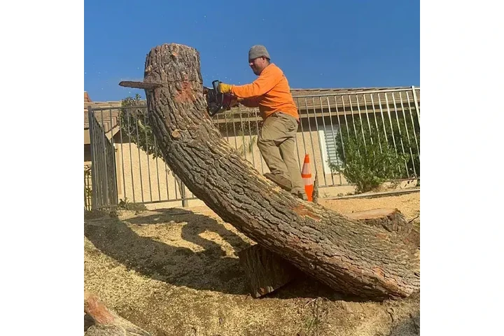Aguilar Tree Trimming image 5