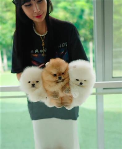 $250 : Pomeranian puppies image 1