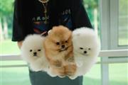 Pomeranian puppies en Dallas