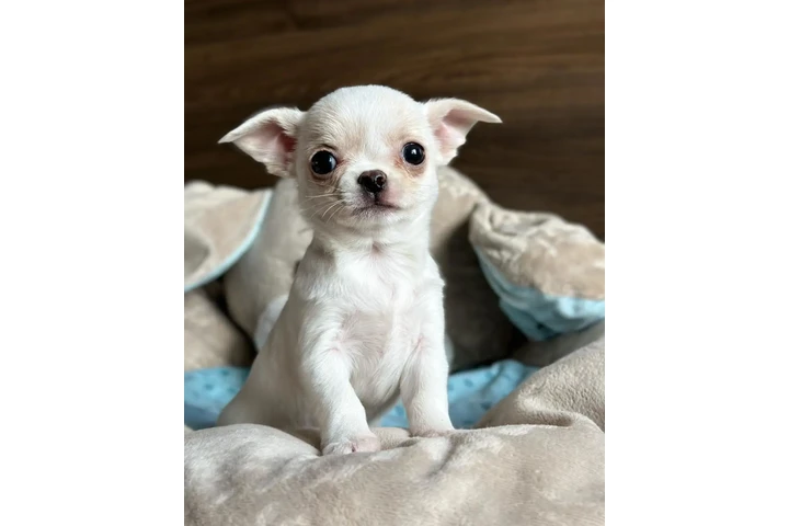 $400 : Chihuahua puppies image 2