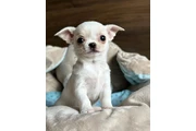 $400 : Chihuahua puppies thumbnail