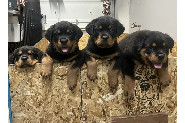 Cachorros Rottweiler image 1