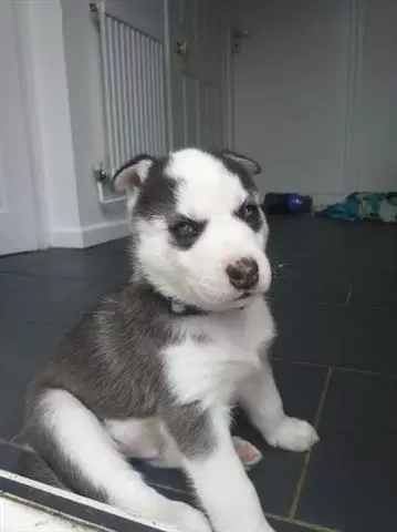 $500 : Cachorros husky siberiano image 1
