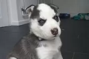 Cachorros husky siberiano en Bayamon