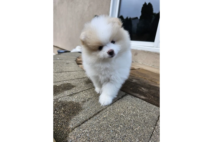 $3400 : Puppies pomerania image 8