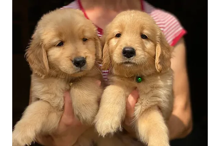 $400 : Cachorros de Golden Retriever image 1
