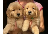 Cachorros de Golden Retriever en San Diego
