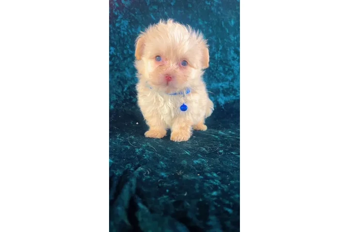 $400 : MALTIPOOS OJOS AZULES image 1