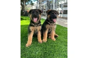 cachorros de pastor alemán en Orlando