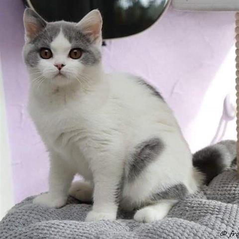 $500 : Adorable gatito persa image 2