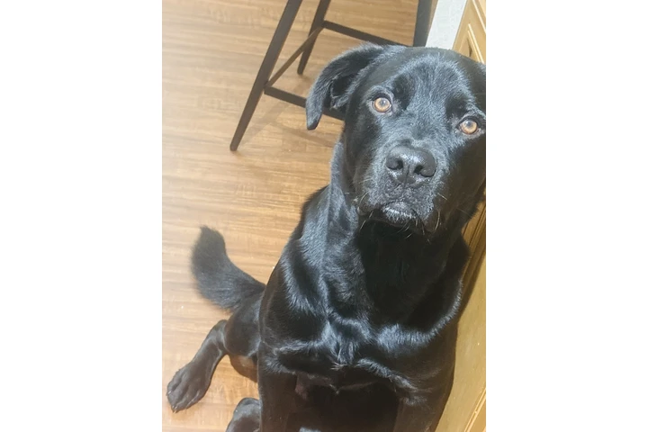 $300 : Perro para venta/ dog for sale image 2