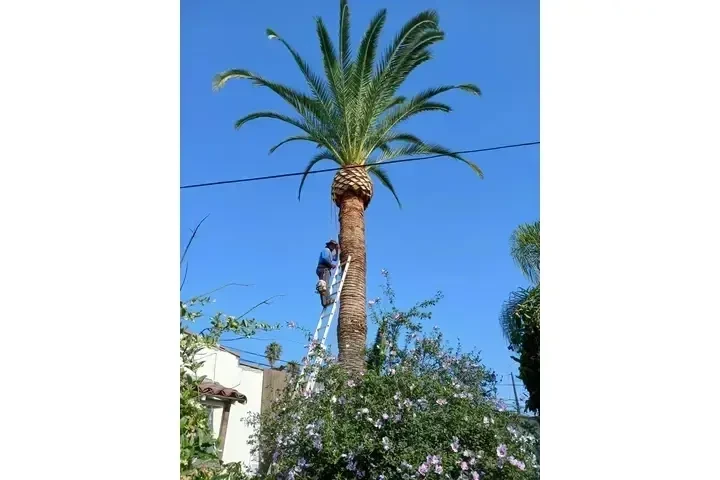 Mantenimiento de Jardines image 3