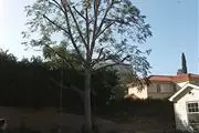 Tree Services and Landscaping thumbnail 2