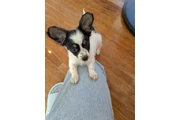 $850 : Chihuahua female – 5 month thumbnail
