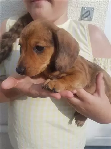 $550 : Amazing Dachshund Puppies image 1