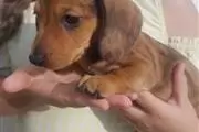 Amazing Dachshund Puppies en Portland