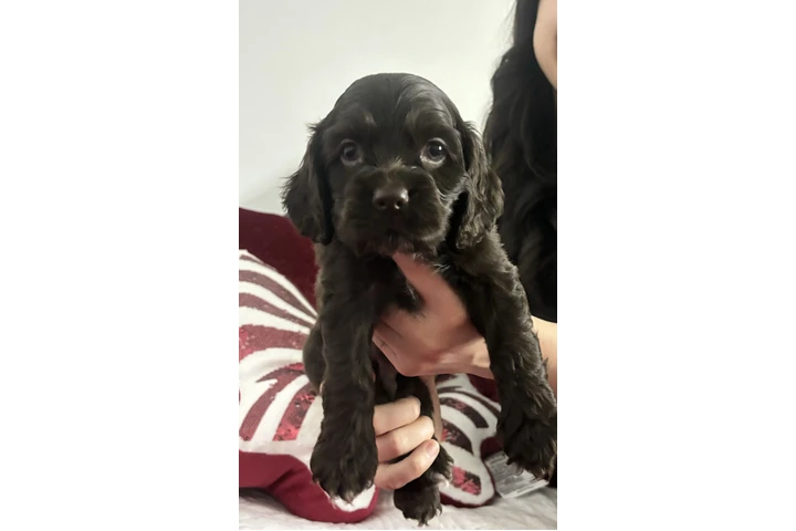 $900 : Buscando hogar para perritos image 1