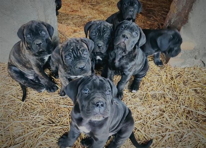 $1200 : Adorables cachorro  Cane Corso image 2