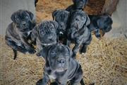 $1200 : Adorables cachorro  Cane Corso thumbnail