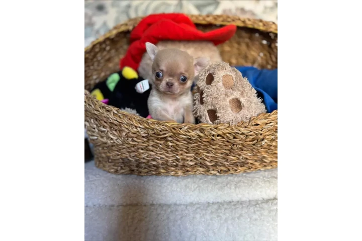 $350 : taza de té chihuahua image 2