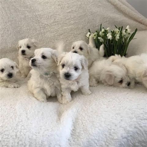 $300 : ❤️Korean bloodline puppies ❤️ image 3