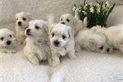 $300 : ❤️Korean bloodline puppies ❤️ thumbnail