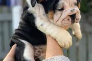 $500 : cachorros de bulldog inglés thumbnail