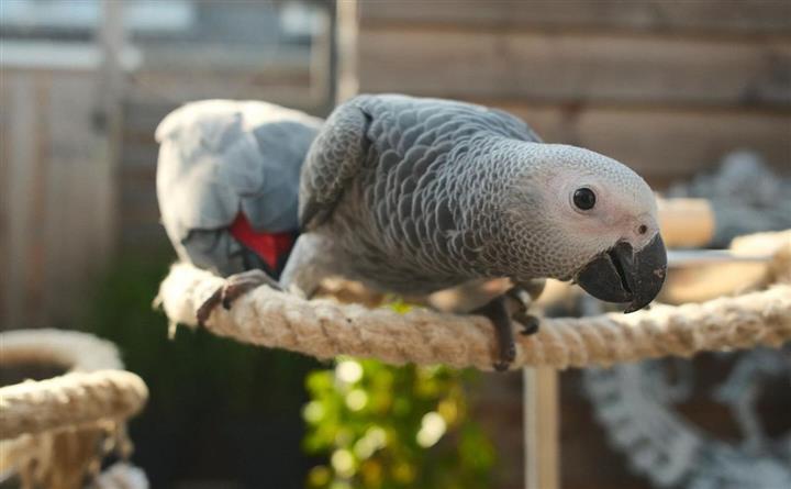 $310 : Super African Grey Parrots image 1