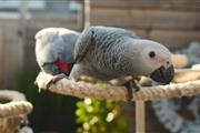 Super African Grey Parrots en Syracuse