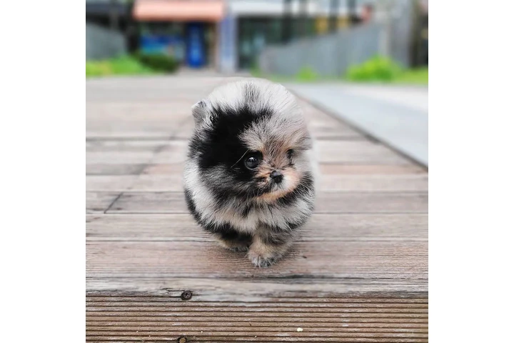 $600 POM image 2