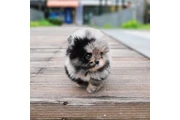 $600 POM thumbnail