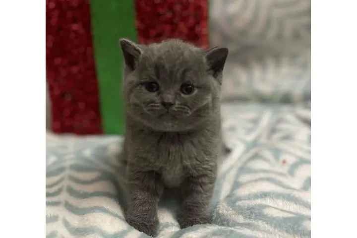 $350 : White British shorthair Ready image 2