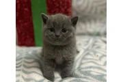 $350 : White British shorthair Ready thumbnail