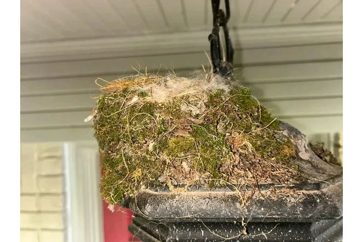 South Carolina | Breed: Cockap image 2