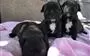 French Bulldog Puppies en San Bernardino