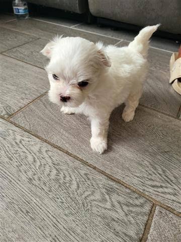 $350 : Cachorro Maltese en venta image 1