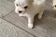 Cachorro Maltese en venta