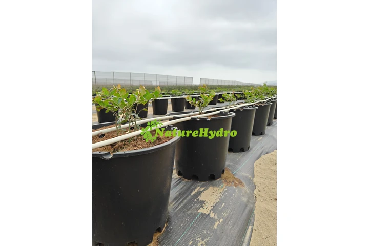 $20000 : Naturehydro Macetas Plásticas image 4