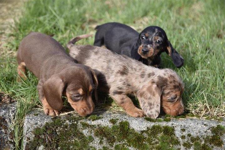 $250 : dachshunds puppies image 1