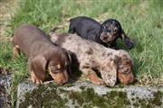 dachshunds puppies en Bakersfield