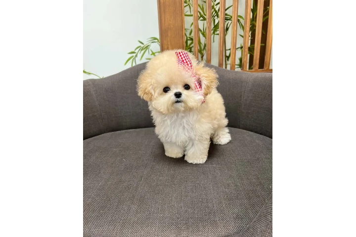 $350 : MALTIPOO EN VENTA image 1