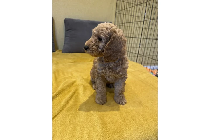 $470 : Adorable Labradoodle Puppies image 2