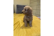 $470 : Adorable Labradoodle Puppies thumbnail