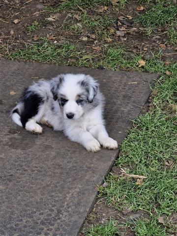 $400 : Border Collie 2 girls still image 3